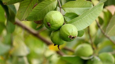 gamot sa adik sa sugal|Halamang Gamot Sa Sugat Sa Ulo .